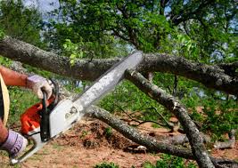 Lawn Renovation and Restoration in Burkesville, KY